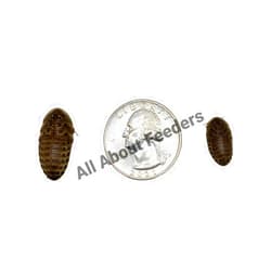 AAFeeders All About Feeders Medium Dubia Roaches 50 Count