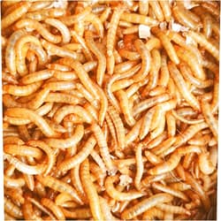 BESTBAIT Best Bait Live Mealworms for Fishing Bait & Pet Feeding - High Protein, Nutrient-Dense Larvae for Birds, Reptiles & Fish - Ideal for All Life Stages - Fresh- 100 Count