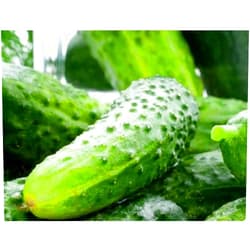 Instant Latch 100 Boston Pickling Cucumber Seeds for Planting Non GMO Heirloom Seeds Fresh Vegetable Garden Seed