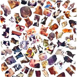 AQXYTK 100 PCS Kawaii Cat Meme Stickers, Funny Cat Stickers Pack for Adults Teens Water Bottles Laptops Journals, Cute Humor Vinyl Stickers Bulk for Luggage Hydro Flask Phone Birthday Party Decor