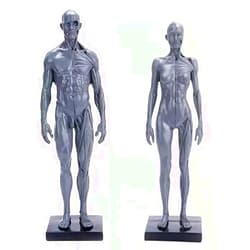 MModel Male&Female Human Anatomy Figure Ecorche and Skin Model Lab Supplies, Anatomical Reference for Artists (Gray)
