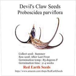 Red Earth Seeds Devil's Claw - Proboscidea parviflora 10 Seeds (Organically Grown) (Organically Grown)