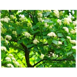 Generic Pagoda Dogwood Live Shrub in a #3 Container