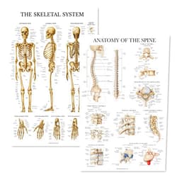Palace Learning 2 Pack: Skeletal System Anatomy + Anatomy of the Spine Poster Set - Set of 2 Anatomical Charts - Laminated - 18