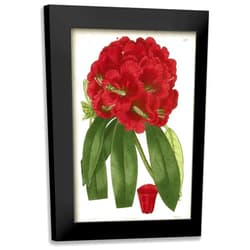 ArtDirect - Curtis 13x18 Black Modern Framed Art Print Titled: Antique Rhododendron I