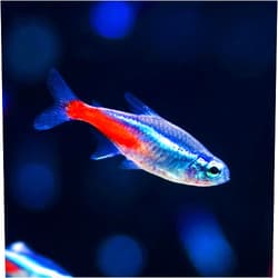 Aquaticheavens Neon Tetra Live Fish (10 Fish Pack) - Live Fish for Aquarium Exotic Freshwater Live Fish, Live Aquarium Fish, Live Fish, Live Freshwater Fish Freshwater Fish Live Buy Live Fish