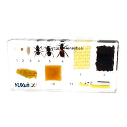 YUXunYX Lifecycle of a Honey Bee Embedded Specimen Paperweight Animal Science Classroom Embedding Specimens Taxidermy for Science Education