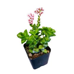 FOLIAGEMS Live Succulent Cactus Plants from USKC (2