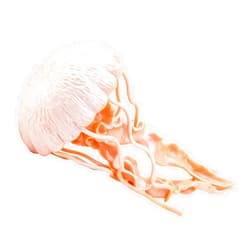 Safari Ltd. Jellyfish Figurine - Detailed 5