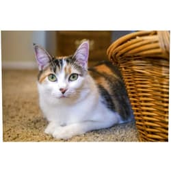 Posterazzi PDDUS36JHO0014 Calico cat Peeking Out from Behind a Wicker Basket, on a Carpeted Floor Photo Print, 18 x 24, Multi