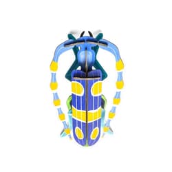 STUDIO ROOF, Wall Art Beetles, Rosalia Beetle, Eco-Friendly & Creative Gift