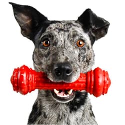 Pet Qwerks Bongo BarkBone - Nylon Dog Bone for Aggressive Chewers - Prime Rib Flavor - Medium