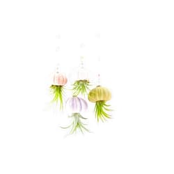 2 Dirty Birds Boutique 2 Dirty Birds, Handmade Hanging Sea Urchin Shell Live Succulent Jellyfish Air Plants, w/Swarovski and Freshwater Pearls (Pack of 4)