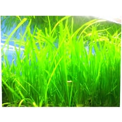 MARCUS FISH TANKS 6 Jungle Val - Jungle Vallisneria Live Aquarium Freshwater Plants