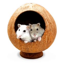 ARCTIC EAGLE Hamster Hideout Cute Coconut House - Natural Cage Hut for Hamsters, Gerbils, and Mice, Comfortable and Sturdy Small Animal Hide Cage Accessories Toys