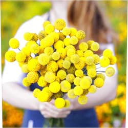 Eden Brothers Billy Button Seeds