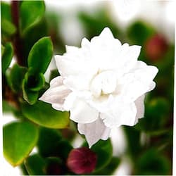 Hirt's Gardens Double White Serissa Tree - 2.5