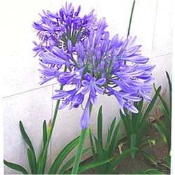 Marde Ross & Company Donau Agapanthus Plant - One Blue Bare Root Plant