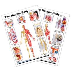 Blue Tree Publishing Human Anatomy Basic Chart