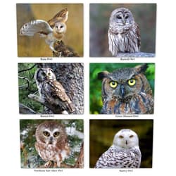 Small World Greetings Owl Notecards with Identification on Back 12 Count - Blank Inside with Envelopes - A2 Size (5.5”x4.25”)