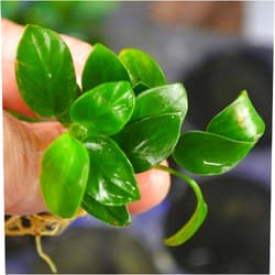 Marcus Fish Tanks Anubias Nana Petite Anubias Plant Live Aquarium Plants Aquatic Plant Buy 2 Get 1