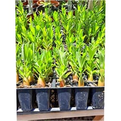 Generic Desert Rose Adenium Obesum seedlings Bundle of 3 Plants 3-4 inches Tall. Colors Unknown
