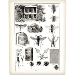 Lone Star Art Bee Keepers Chart - Vintage Honey Bee Farm Decorations, Antique Book Page Decor Bumblebee Poster, Classic Gift for Nature Lovers and Beekeepers, 11x14 Unframed Art Print Poster