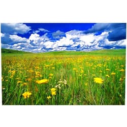 Imagekind Wall Art Print entitled Field Of Flowers, Grasslands National Park, Saskat by Design Pics | 24 x 16