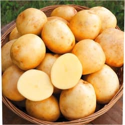 Generic Yukon Gold Fresh Yellow Potatoes, USA GROWN, NON-GMO, Bulk (20 Pounds)
