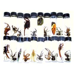 BicBugs Mixed lot of Assorted specimens in vials Wet specimens (2)