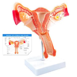 Merinden Human Uterus and Ovary Anatomical Model, Life-Size Realistic Female Anatomical Organs for Medical Science Education Study or Teaching