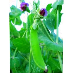 Ohio Heirloom Seeds Swiss Giant Snow Pea Seeds- 20+ Seeds by Ohio Heirloom Seeds