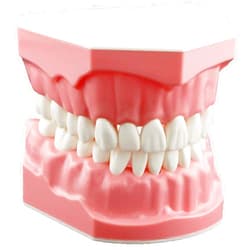 Dentalmall Dental Model Brushing Flossing Practice Teeth Typodonts Mode Gingiva Visible Anatomic Demonstration Teaching Studying Standard Size