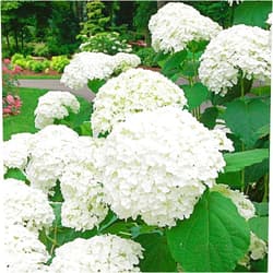 QAUZUY GARDEN 50 Premium Hydrangea Seeds White Hortensia - Attractive Perennial Flowering Shrub Bush Tree - Attract Pollinators & Fast-Growing - Striking Accent Landscape Plant