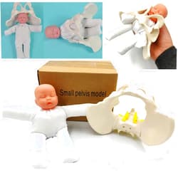 DredQcco Childbirth Demonstration Pelvis Model-Mini Female Pelvis&Baby Model - Fetus/Umbilical Cord/Placenta-Childbirth Simulator Female Pelvis and Baby Model for Study Display Teaching Medical Model (Small)