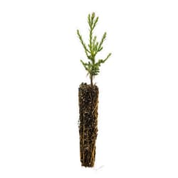 The Jonsteen Company Giant Sequoia | Small Tree Seedling | The Jonsteen Company