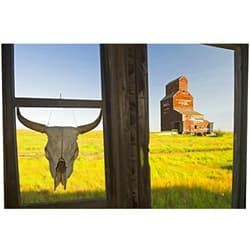 Imagekind Wall Art Print Entitled Cow Skull Hanging from an Old Window Frame, Saskat by Design Pics | 16 x 11