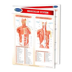 Permacharts Muscular System Guide - Laminated Medical Quick Reference Guide by Permacharts