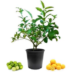 Hirt's Gardens Cocktail Tree-Meyer Lemon/Key Lime - 8