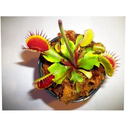 JoelsCarnivorousPlants Adult Sized Venus Flytrap - Fly Trap - (Dionaea Muscipula) Carnivorous Plant 3 inch pot