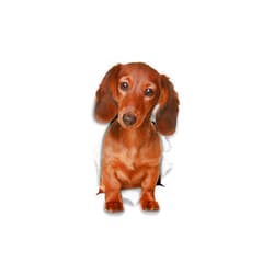 Winston & Bear 3D Dog Stickers - 2 Pack - Long Haired Brown Dachshund Stickers for Wall, Fridge, Toilet and More - Doxie 3D Decals - Retail Packaged Sausage Dog Stickers