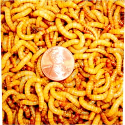 BASSETT'S CRICKET RANCH 2100 Live Mealworms, Organically Grown