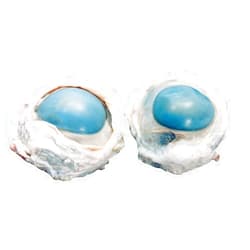 Anatomy Lab Preserved Cow Eye Specimen for Dissection, for Biology and Anatomy Classrooms, Vacuum Pack of 10, High Quality Cow Eyeballs for Dissection, Made by Anatomy Lab