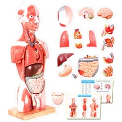 EVOTECH SCIENTIFIC EVOTECH 2023 Newest Human Body Deluxe Musculature Model, 16 Pcs Removable 17 inch Human Torso Anatomy Model with Heart Head Skull Brain Skeleton Model for Medical Student, Lab & Classroom Use
