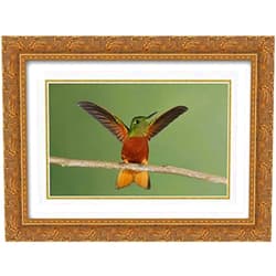 ArtDirect Morris, Arthur 18x15 Gold Ornate Framed and Double Matted Museum Art Print Titled Ecuador Chestnut-breasted coronet displaying