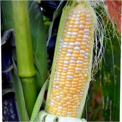 Mountain Valley Seed Company Serendipity Hybrid Triplesweet Corn Garden Seed (Treated) - 1 Lb ~2,080 Seeds - Non-GMO Vegetable Gardening Seeds - Bicolor Triple Sweet Corn