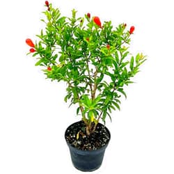 Ragnaroc Live Fruit Trees – Punica Granatum Dwarf Pomegranate Plug 9-12” Tall - 1ct - Color When Flowering Red, Bonsai - Live Arrival Guaranteed - House Plants for Home Decor