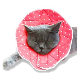 SunGrow Cat Cone Collar Soft, Pet Recovery Elizabethan E Collar Soft Neck Cone to Stop Licking for Cats & Kittens After Surgery, Cat Surgical Recovery Suit for Wound Cover, Puppy Dog & Rabbit Cone