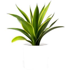 Fox & Fern Large 12 Inch Plant Pot with Hidden Saucer - Premium Lightweight Fiberstone Matte White Self Watering Planter; Large Outdoor & Indoor Plant Pot; 12 Inch Pots for Plants; Floor Planter