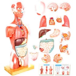 NEW HORIZON Human Body Deluxe Musculature Model, 16 Pcs Removable 17 inch Human Torso Anatomy Model with Heart Head Skull Brain Skeleton Model for Medical Student, Lab & Classroom Use